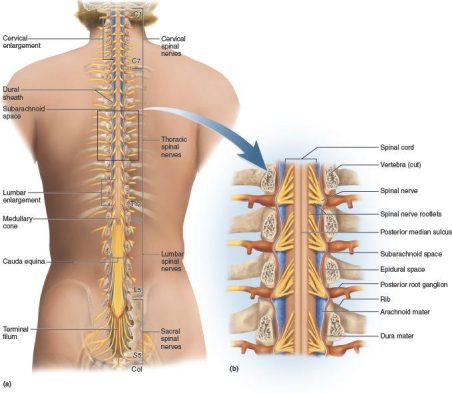 Restoring Alignment and Health: Essential Practices for Chiropractic Diagnosis and Care