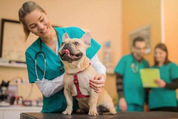 Compassionate Care for Animals: Expertise in Veterinary Medicine and Surgery