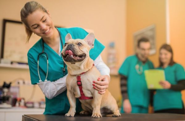 Compassionate Care for Animals: Expertise in Veterinary Medicine and Surgery
